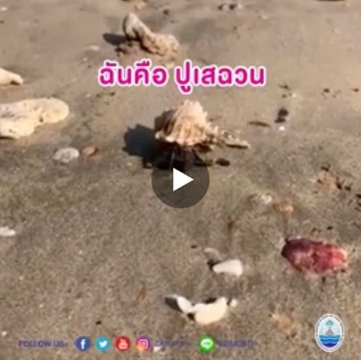 อย่าจับเราอีก ขอเราอยู่บ้านของเรา ปูเสฉวนขออยู่ในธรรมชาติ