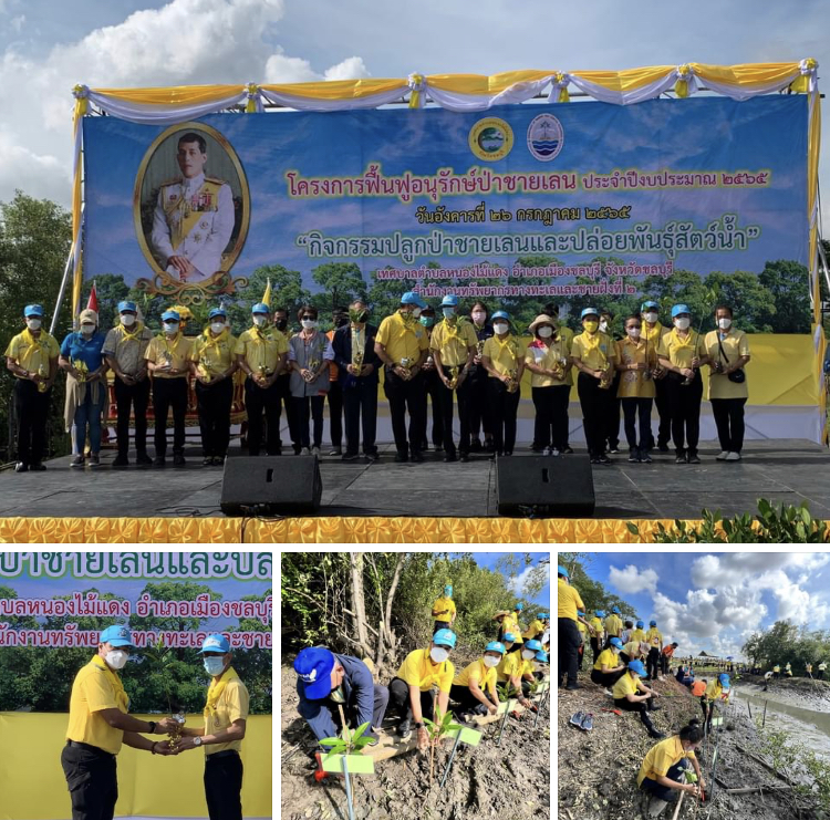 ทช.ชลบุรี ร่วมโครงการฟื้นฟูอนุรักษ์ป่าชายเลนเขตหนองไม้แดง