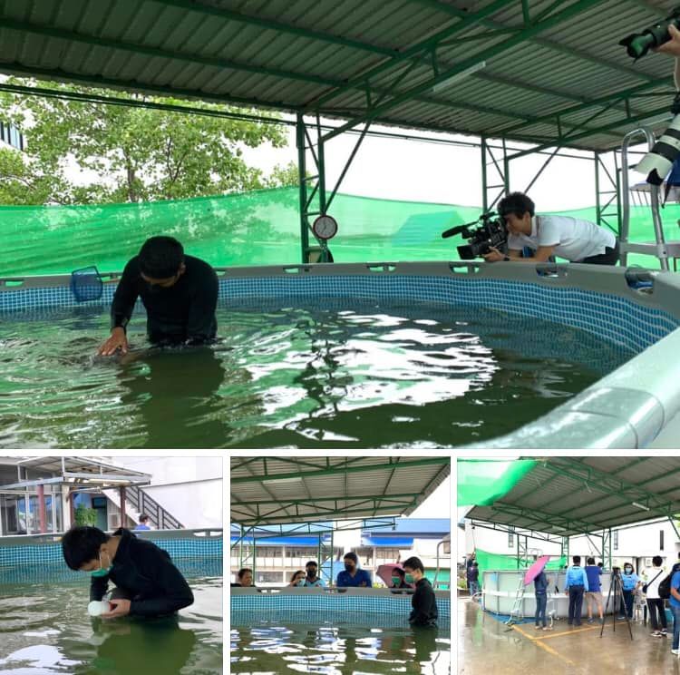 รายงานการอนุบาลโลมา น้องภราดรอาการดีขึ้นต่อเนื่อง