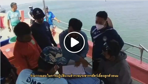 พาชมการสำรวจฝูงโลมาปากขวด ในเขตทะเลสงขลา