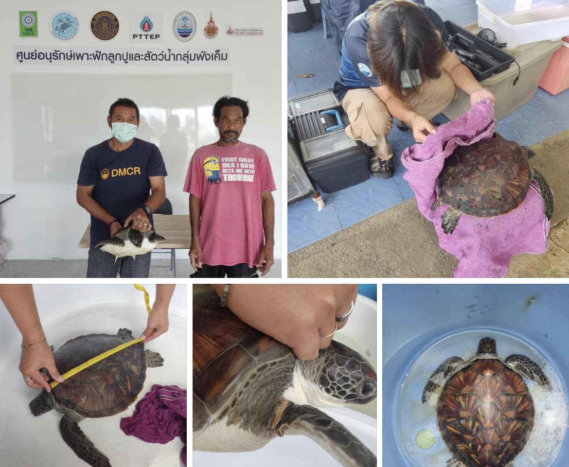 กรมทะเลและชายฝั่ง ได้รับแจ้งเหตุ กรณีเต่าทะเลเกยตื้นมีชีวิต หาดพังเค็ม จ.สงขลา
