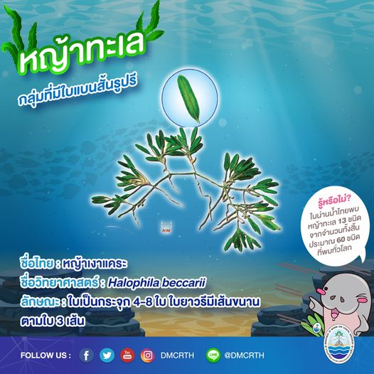 สินใต้ทะเล หญ้าทะเล แหล่งอนุบาลสัตว์น้อยใหญ่ใต้ทะเล ๙/๑๓