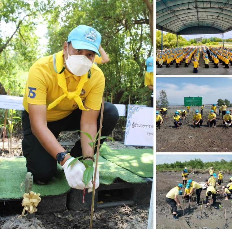 พ่อเมืองแปดริ้ว นำทีมปลูกเสริมป่าชายเลนบางปะกง