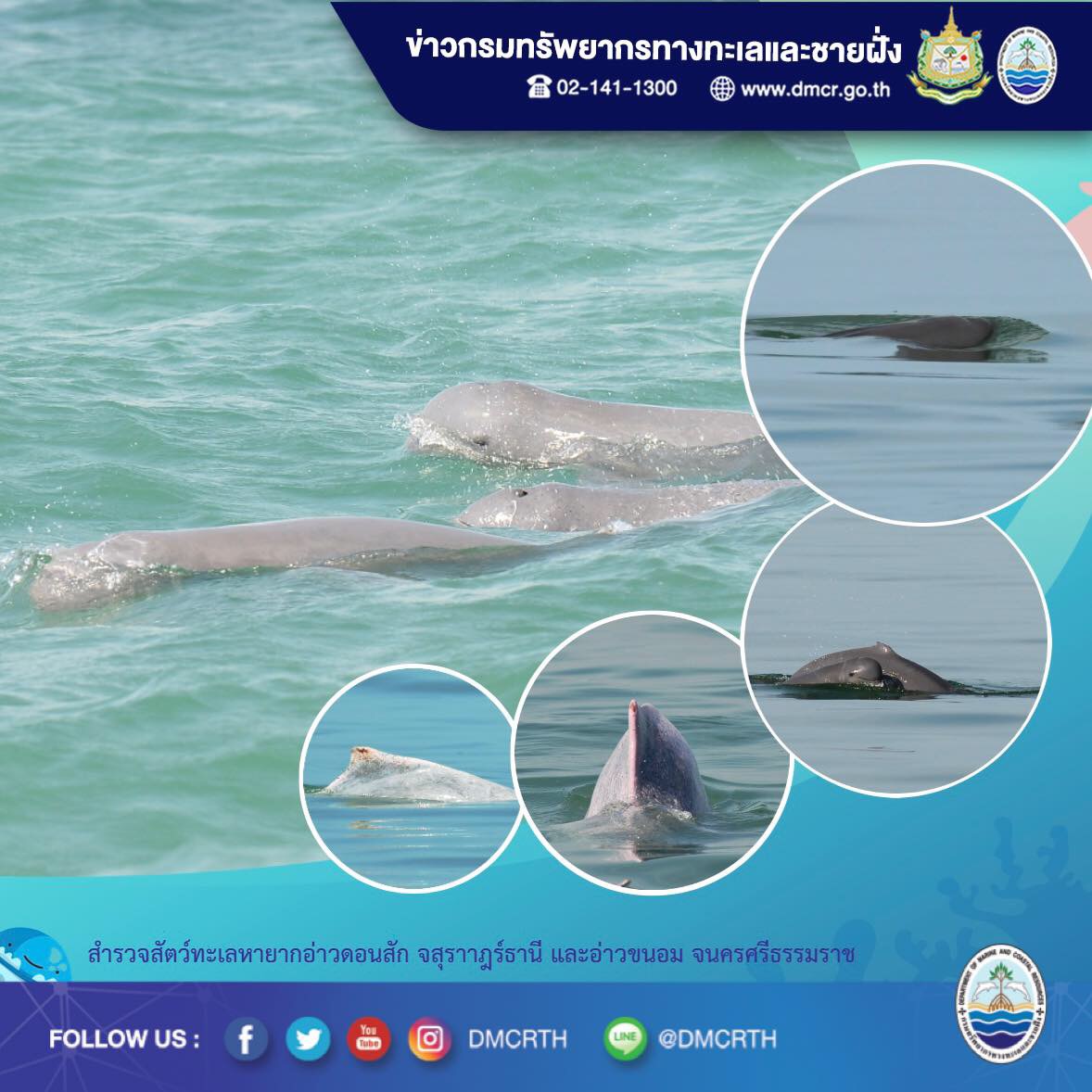 โลมาน่ารัก พบครบสามชนิดในอ่าวดอนสัก-อ่าวขนอม