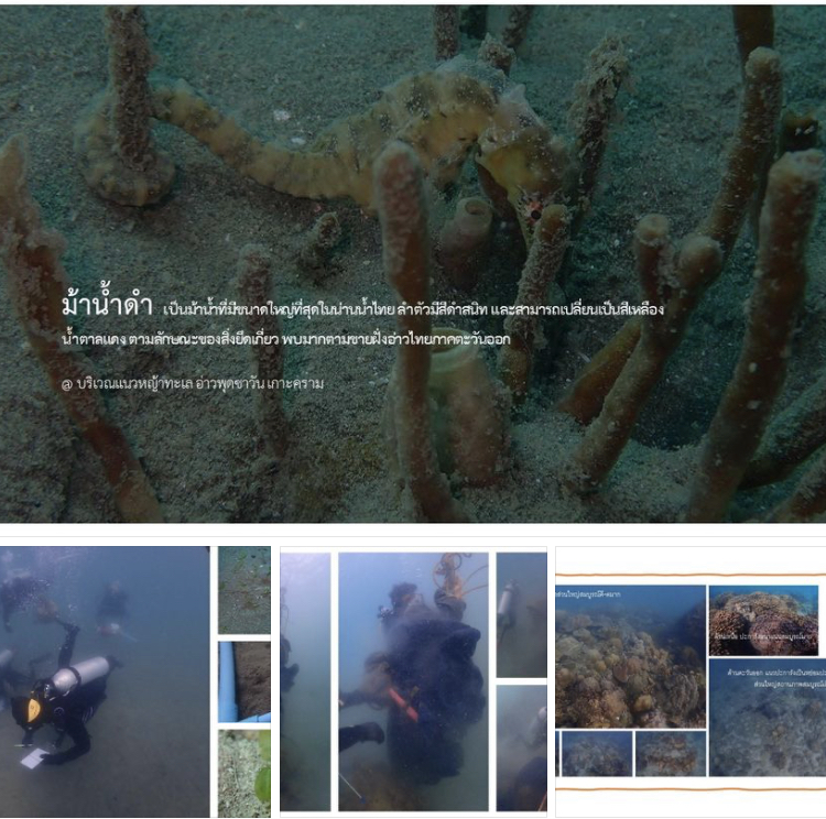 พาชมโลกใต้ทะเล ความสวยสมบูรณ์หมู่เกาะคราม
