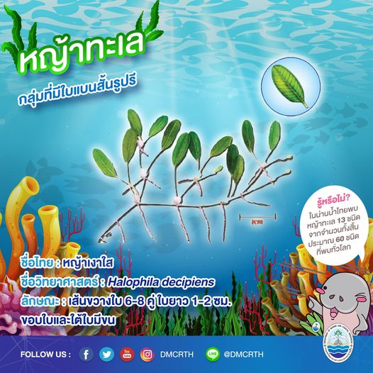 สินใต้ทะเล หญ้าทะเล แหล่งอนุบาลสัตว์น้อยใหญ่ใต้ทะเล ๑๐/๑๓