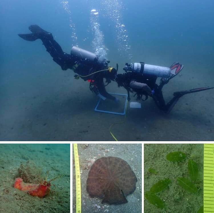 สำรวจสถานภาพหญ้าทะเล หมู่เกาะคราม-เขตสัตหีบ