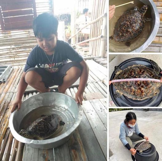 เครือข่าย ช่วยพาเต่ากระป่วยส่ง ทช. ดูแลก่อนคืนทะเล