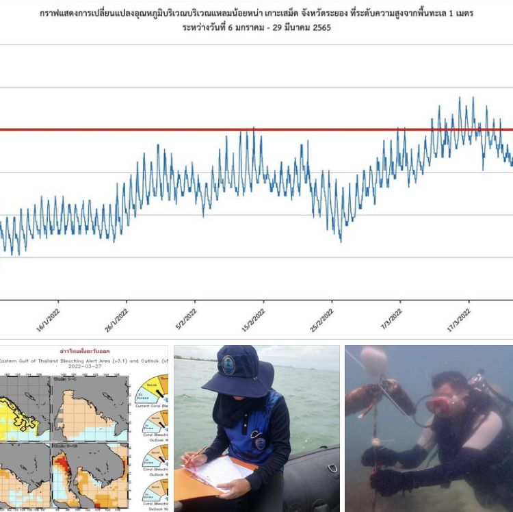 เฝ้าระวังค่าอุณหภูมิน้ำทะเลเพิ่ม หวั่นกระทบปะการังเสม็ด
