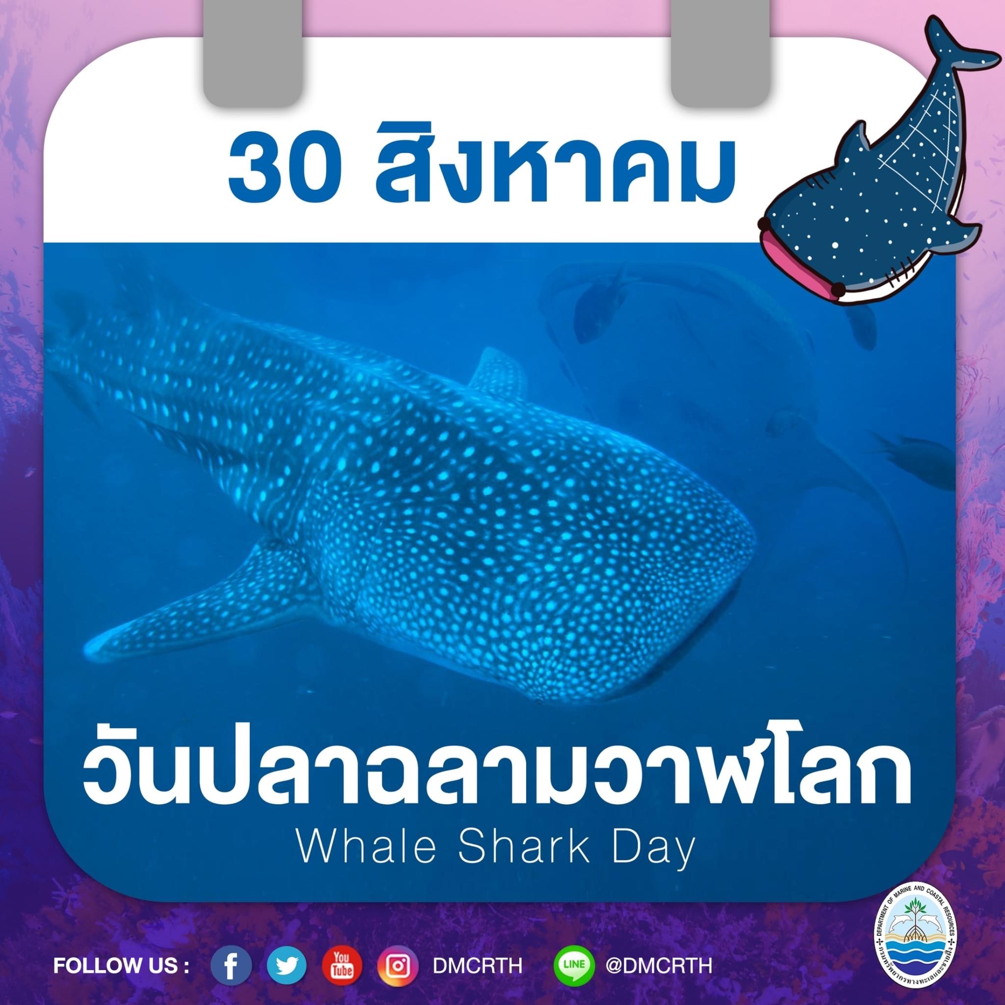 ๓๐ สิงหาคม ของทุกปี เป็นวันปลาฉลามวาฬโลก