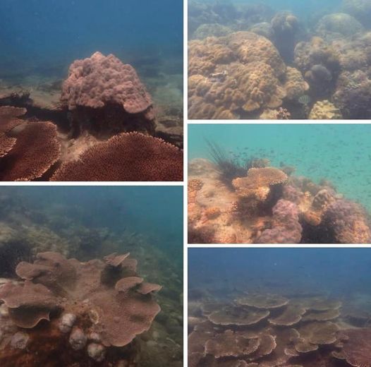 ผลตรวจสถานภาพปะการังทะเลระยอง พบอยู่ในสภาพสมบูรณ์ดี