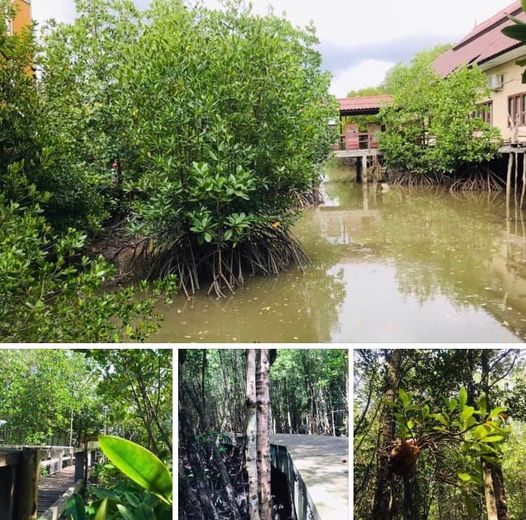 เดินชมธรรมชาติ วิถีป่าชายเลนเขตแหลมงอบ ชมของดีหาดทรายดำ
