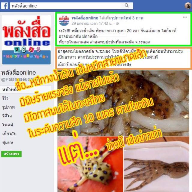 ทช. ชี้แจงข่าวการพบหมึกวงสีน้ำเงินในทะเลไทย