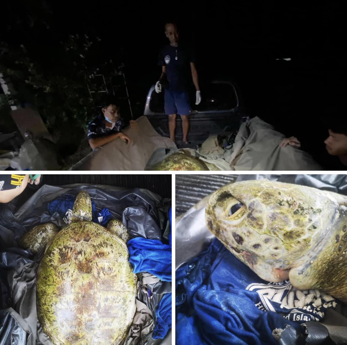 กรมทะเลชายฝั่ง ช่วยเหลือสัตว์ทะเลหายากเกยตื้น หาดโฉลกหลำ จ.สุราษฎร์ธานี