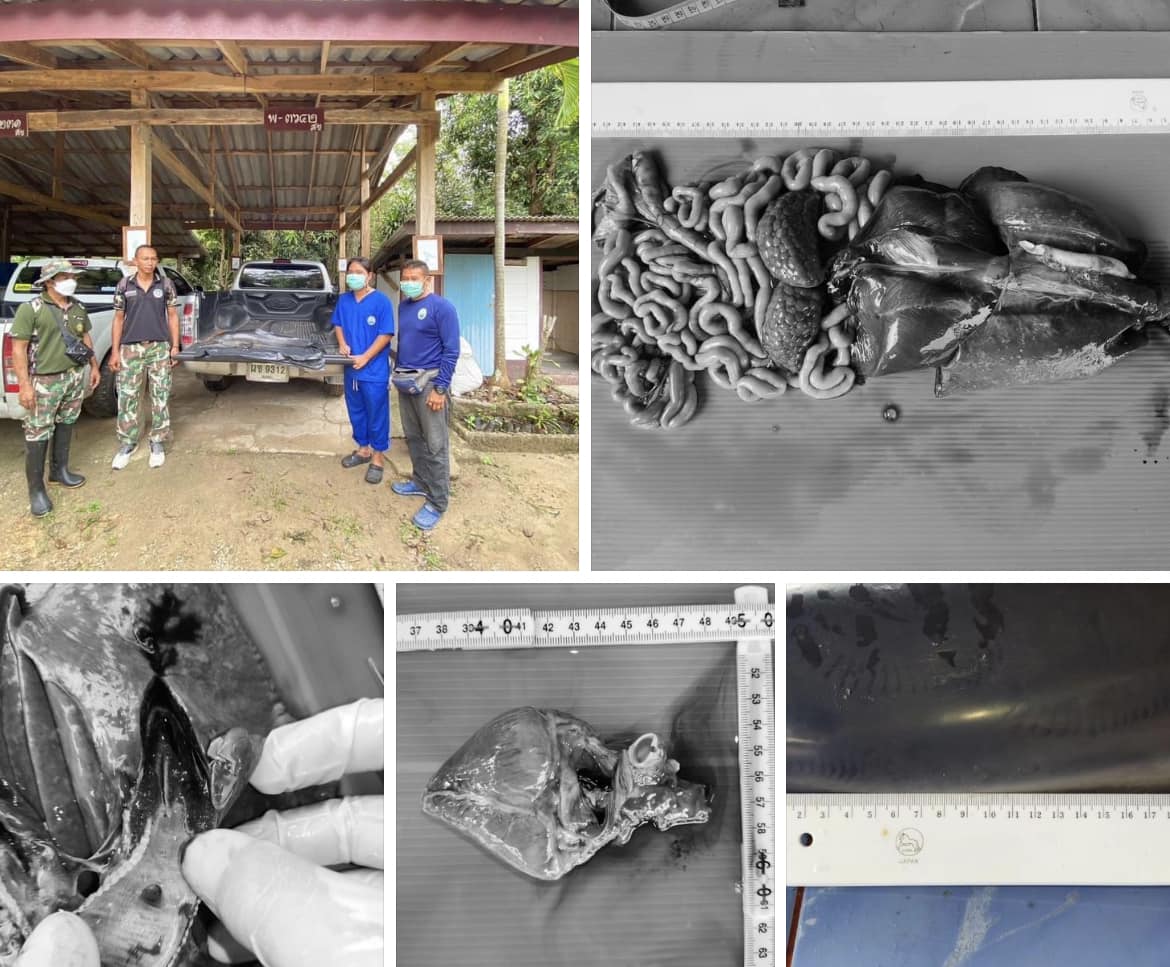 กรมทะเลชายฝั่ง รายงานผลการผ่าชันสูตรซากโลมาเกยตื้น คาดป่วยจากการติดเชื้อไวรัส