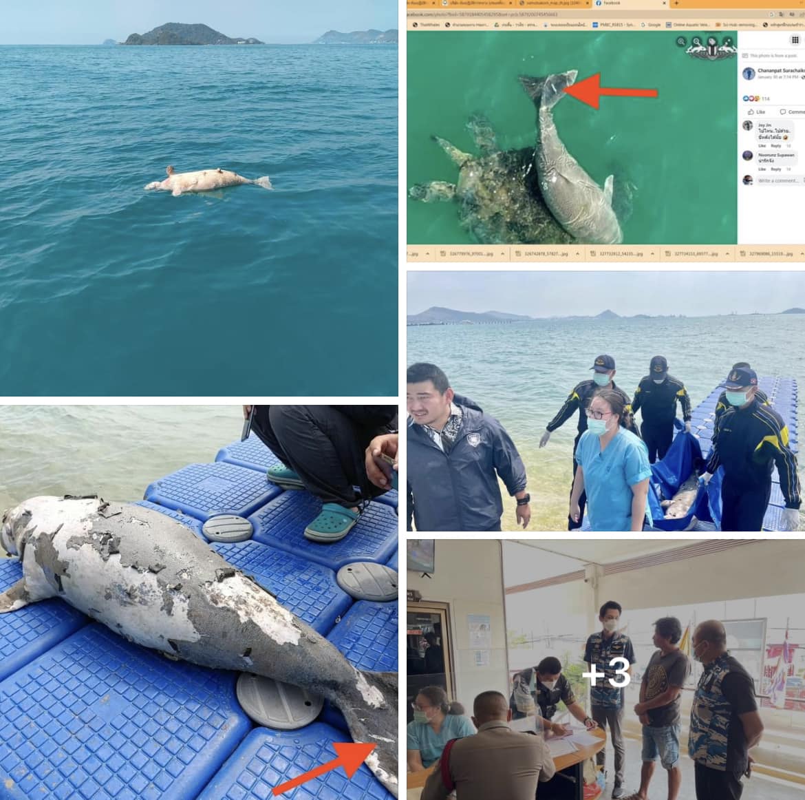 กรมทะเลชายฝั่ง ตรวจสอบซากพะยูน ชายหาดหน้าที่ว่าการอำเภอสัตหีบ จ.ชลบุรี