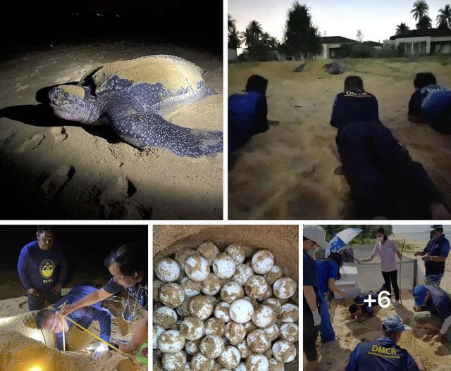 กรมทะเลชายฝั่ง เฮ!! รับปีใหม่ พบเต่ามะเฟือง ขึ้นวางไข่หาดนาเกลือ พังงา รังที่ 6
