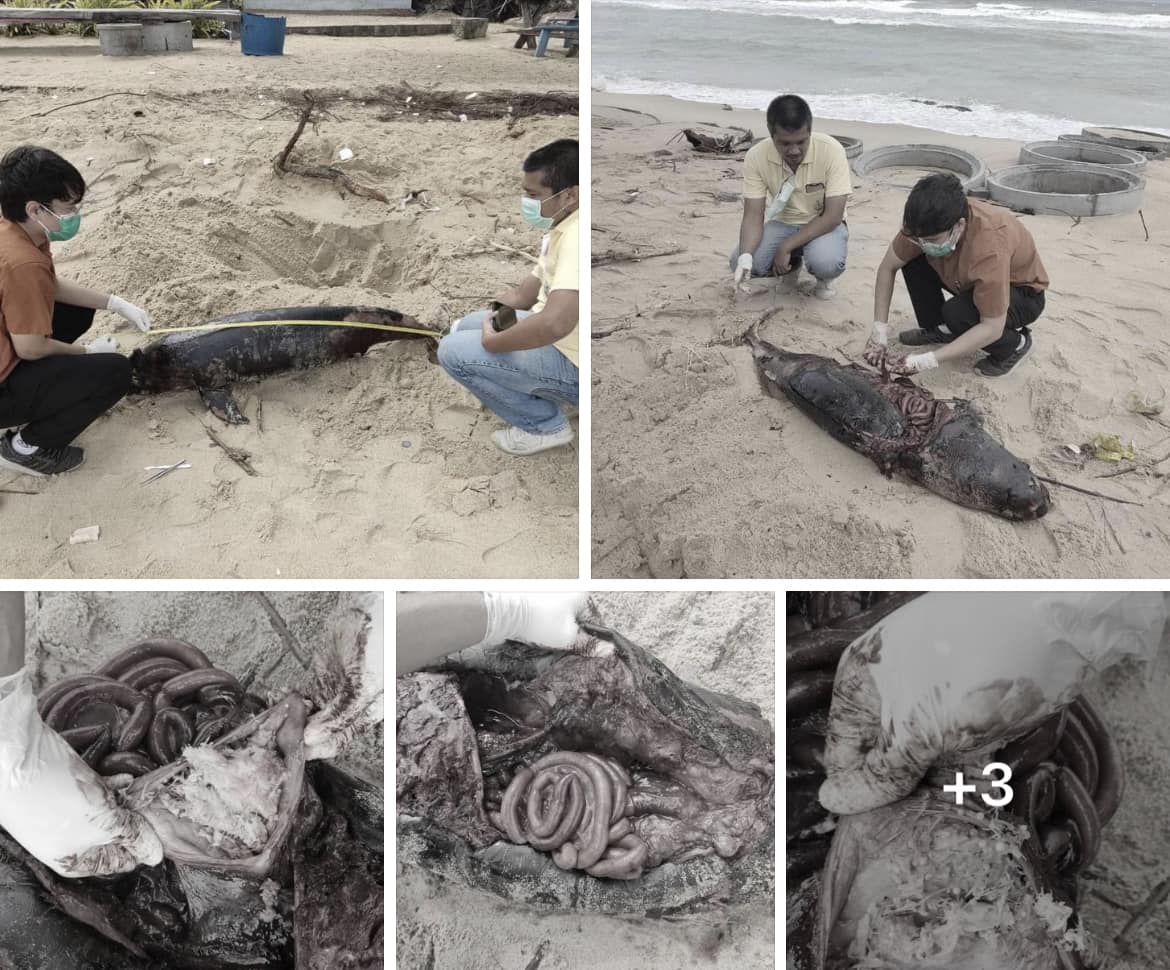 กรม ทช. ตรวจสอบพบโลมาหัวบาตรหลังเรียบเกยตื้น หาดตะโละกาโปร์ จ.ปัตตานี