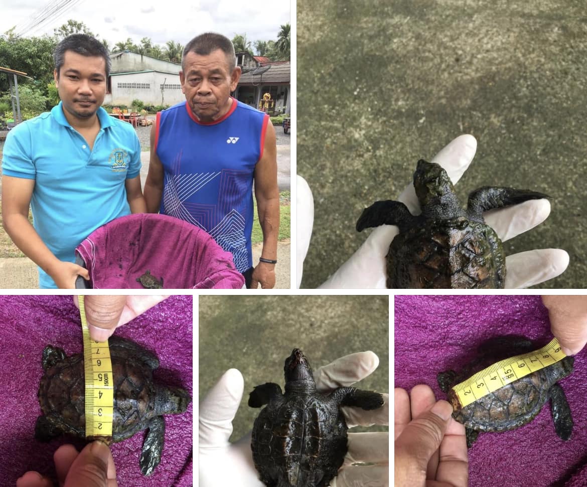 กรมทะเลชายฝั่ง รับแจ้งเต่าทะเลเกยตื้นมีชีวิต หาดบางหอย จ.สงขลา
