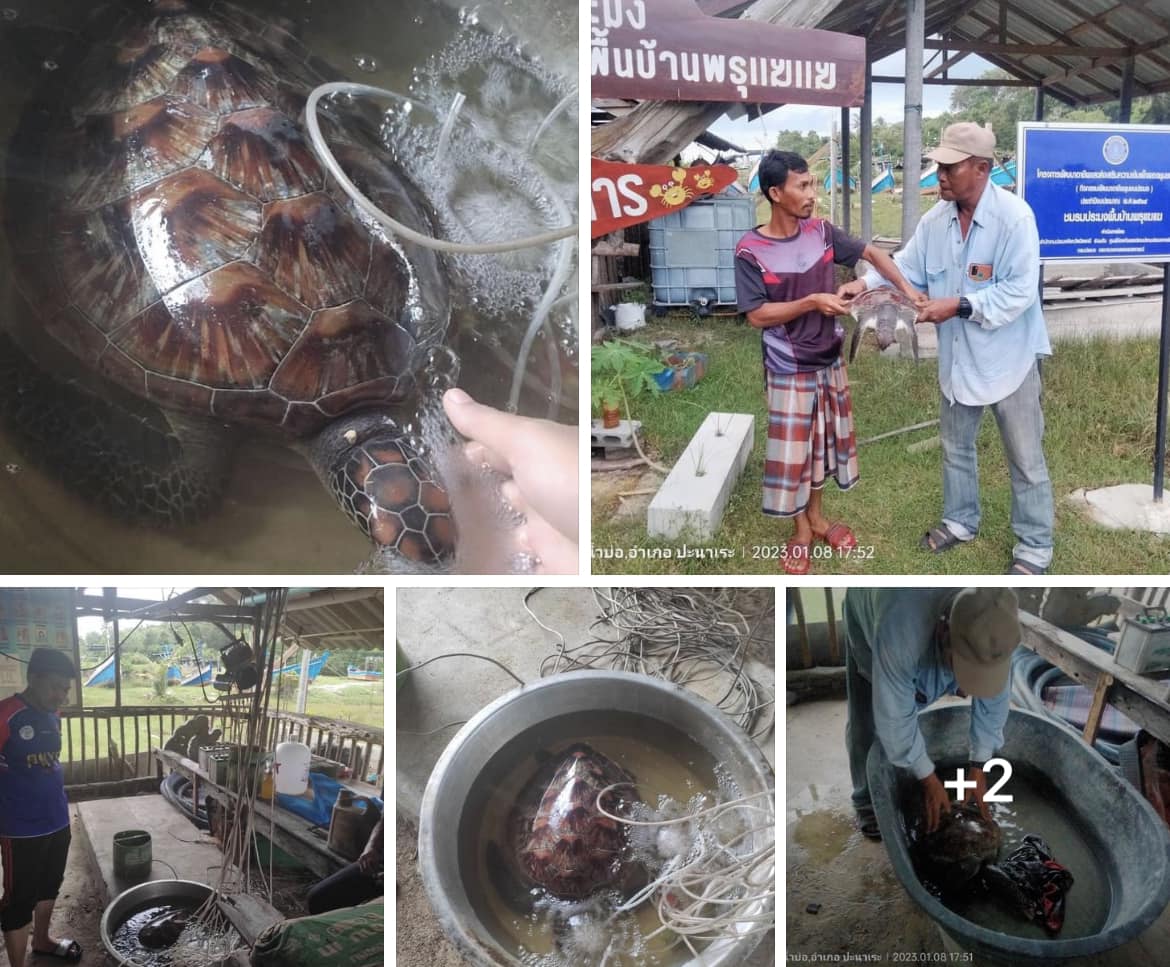 กรมทะเลชายฝั่ง รับแจ้งพบเต่าทะเลเกยตื้นได้รับบาดเจ็บ บ้านน้ำบ่อ จ.ปัตตานี
