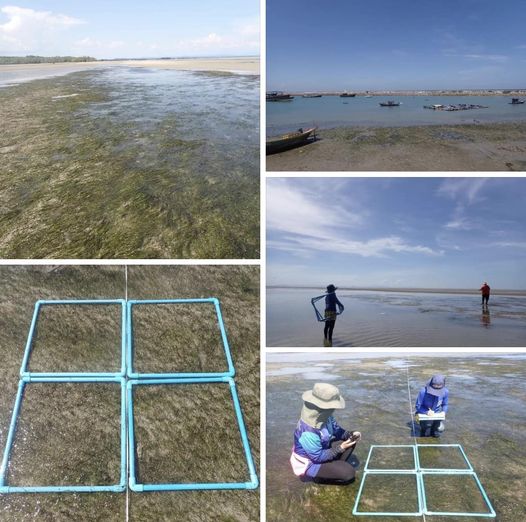 กรมทะเลชายฝั่ง สำรวจประเมินสถานภาพหญ้าทะเล อ่าวมะขามป้อม - เนินฆ้อ จ.ระยอง