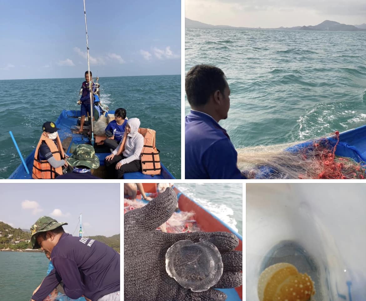 กรมทะเลชายฝั่ง สำรวจและเก็บตัวอย่างแมงกะพรุนพิษ จ.สุราษฎร์ธานี และ จ.นครศรีธรรมราช
