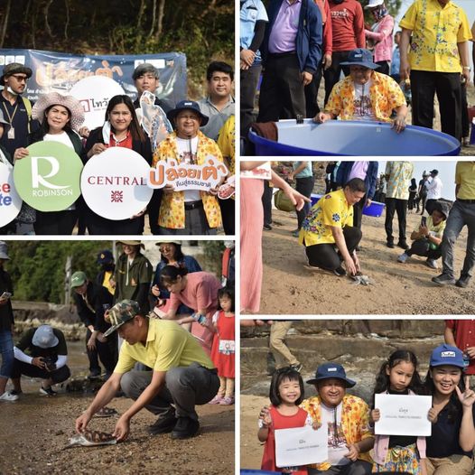 กรมทะเลชายฝั่ง จัดกิจกรรมปล่อยเต่าทะเลคืนสู่ธรรมชาติ พร้อมเก็บขยะทะเลบริเวณชายหาดเกาะหนู จ.สงขลา