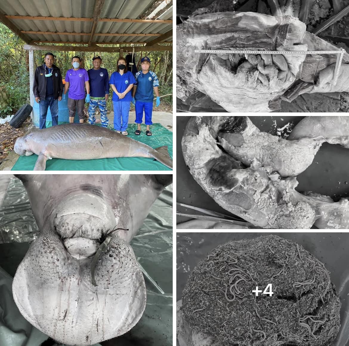 กรมทะเลและชายฝั่ง รายงานผลการชันสูตรซากพะยูนเกยตื้นลอยกลางทะเล อ่าวท่าเลน จ.กระบี่