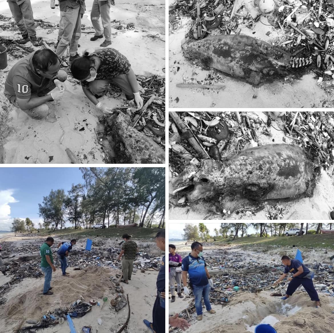 กรมทะเลชายฝั่ง รับแจ้ง โลมาหัวบาตรหลังเรียบเกยตื้น บริเวณหาดสวนกง จ.สงขลา