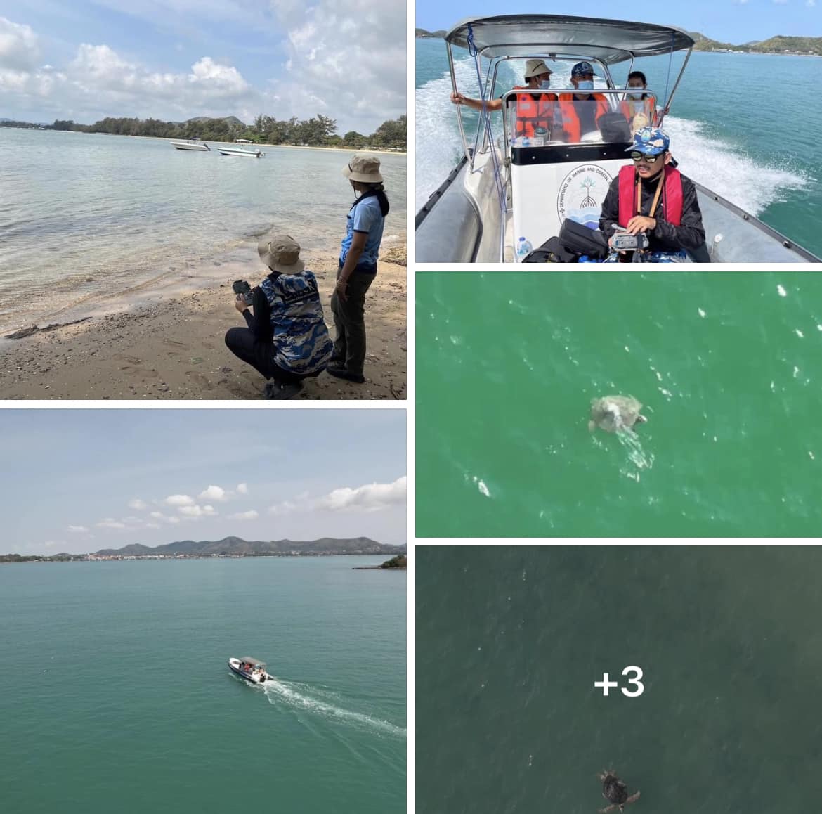 กรมทะเลชายฝั่ง สำรวจและติดตามตรวจสอบสุขภาพสัตว์ทะเลหายาก อ่าวดงตาล จ.ชลบุรี