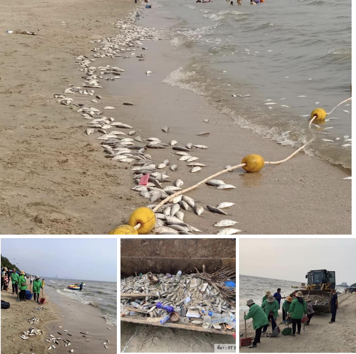 กรมทะเลชายฝั่ง คาดปลาเกยหาดบางแสน หลุดจากเครื่องมือทำการประมง