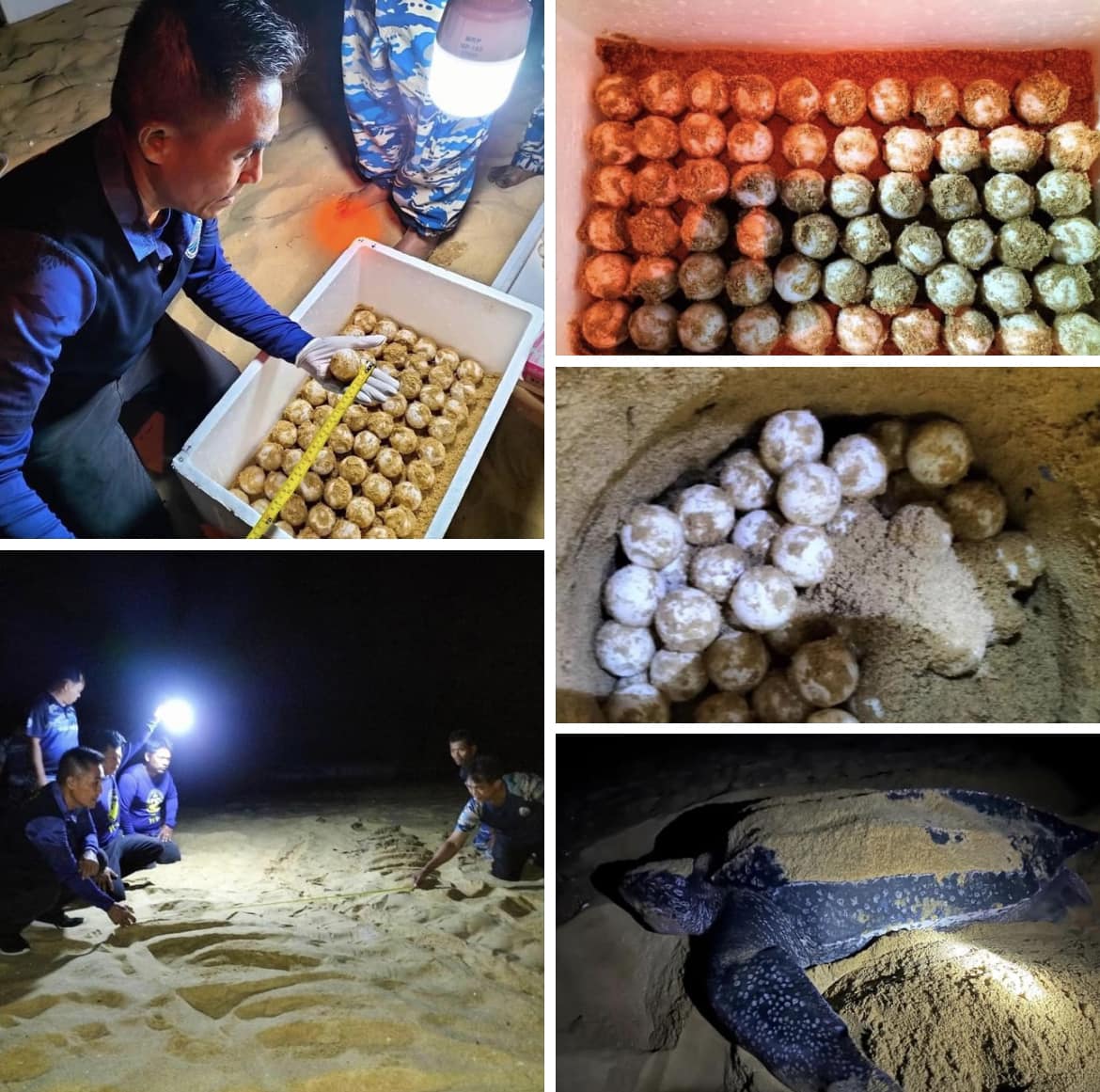 กรมทะเลชายฝั่ง ลงพื้นที่ตรวจสอบการวางไข่ของเต่ามะเฟือง บริเวณชายหาดบางขวัญ จ.พังงา