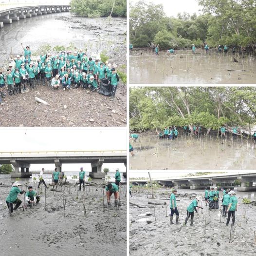 กรมทะเลชายฝั่ง จัดกิจกรรมปลูกป่าชายเลน ตามโครงการ "TNR สร้างผืนป่า ลดคาร์บอน"