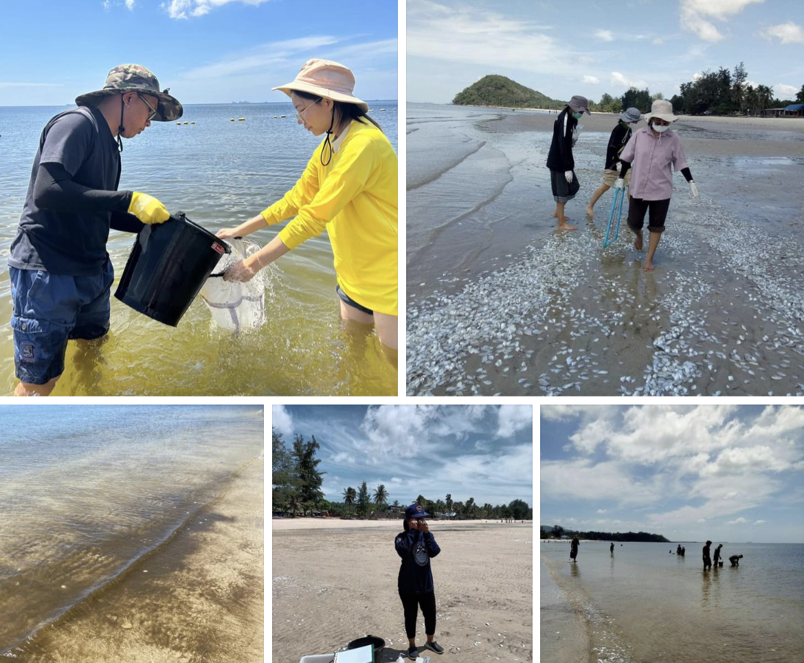 กรมทะเลชายฝั่ง ลงพื้นที่ตรวจสอบกรณีปลาตาย หาดทุ่งวัวแล่น จ.ชุมพร