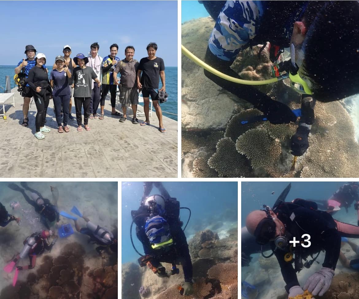 กรมทะเลชายฝั่ง ร่วมแก้ไขปัญหาปะการังที่เป็นโรคสีเหลือง เกาะจวง และแหลมแสมสาร จ.ชลบุรี