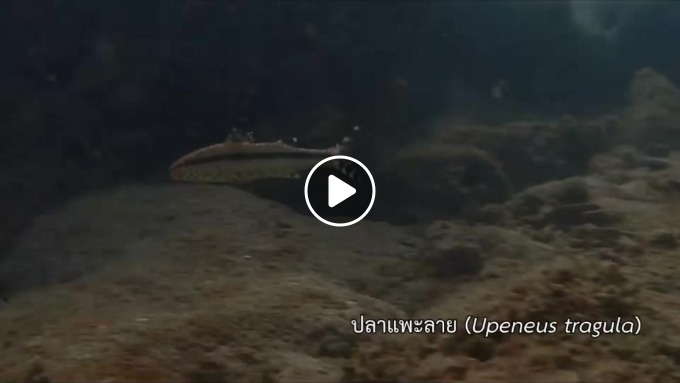 กรมทะเลชายฝั่ง สำรวจระบบนิเวศแนวปะการัง บริเวณหินต่อยหอย และหาดพลา จังหวัดระยอง