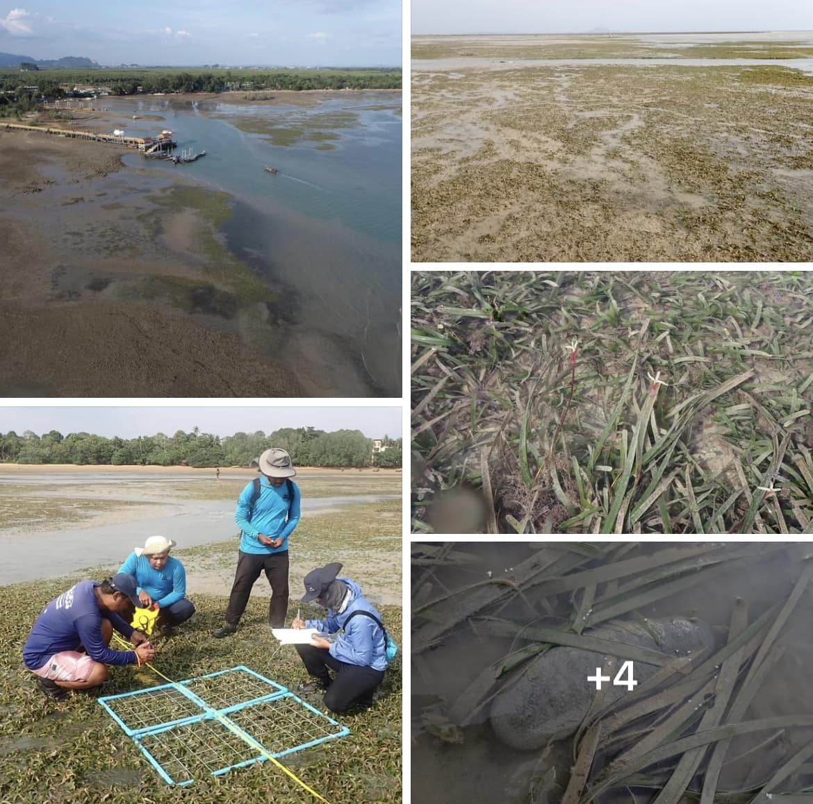 กรมทะเลชายฝั่ง สำรวจประเมินสถานภาพของหญ้าทะเล อ่าวน้ำเมา จ.กระบี่