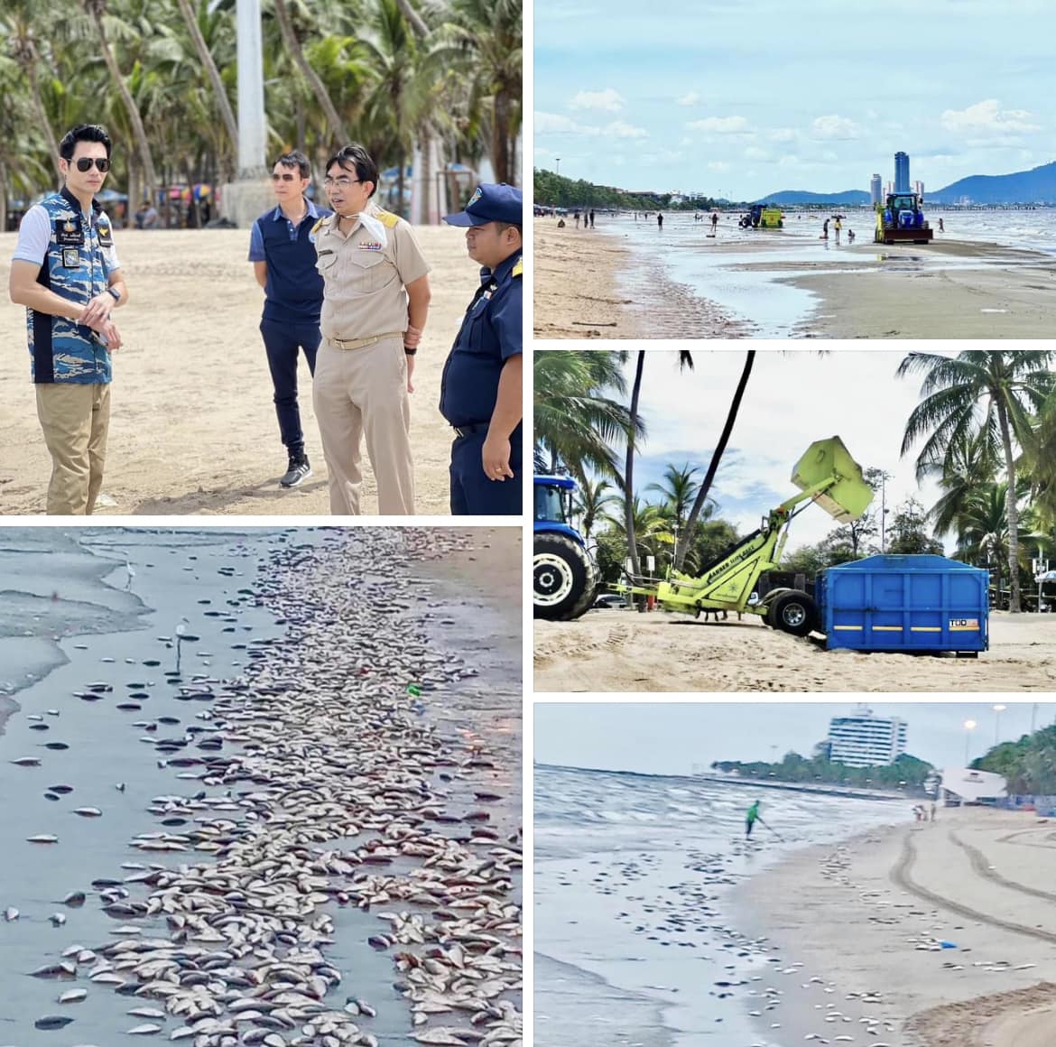 กรม ทช. ลงพื้นที่ตรวจสอบ กรณี “ปลาตายเกยหาดบางแสน"