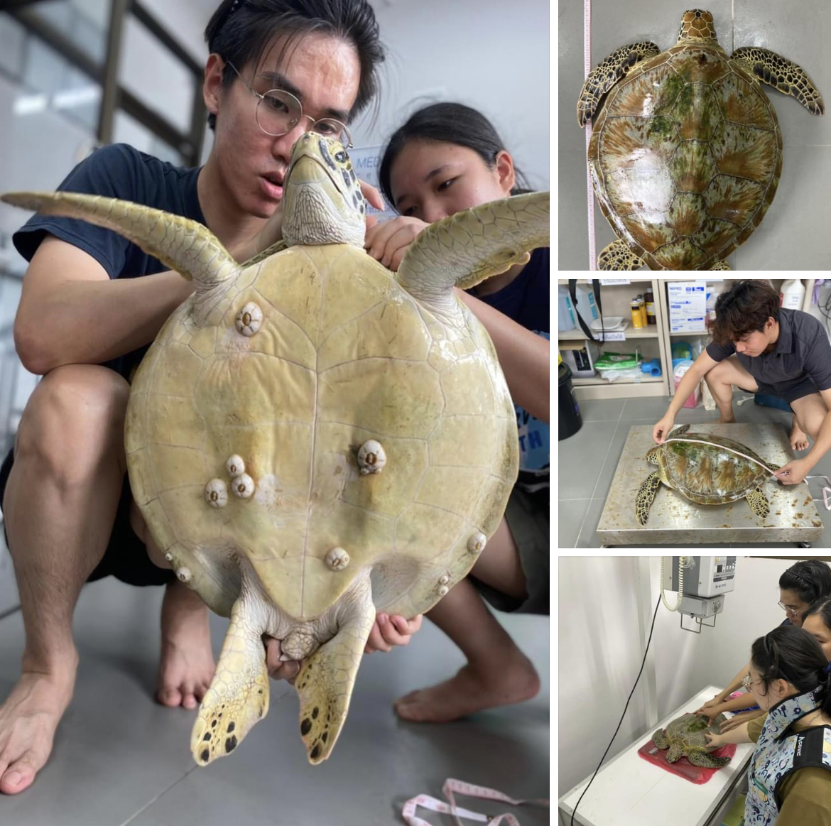 กรม ทช. ตรวจสอบเต่าทะเลป่วยลอยใกล้บริเวณปากแม่น้ำประแส จ.ระยอง