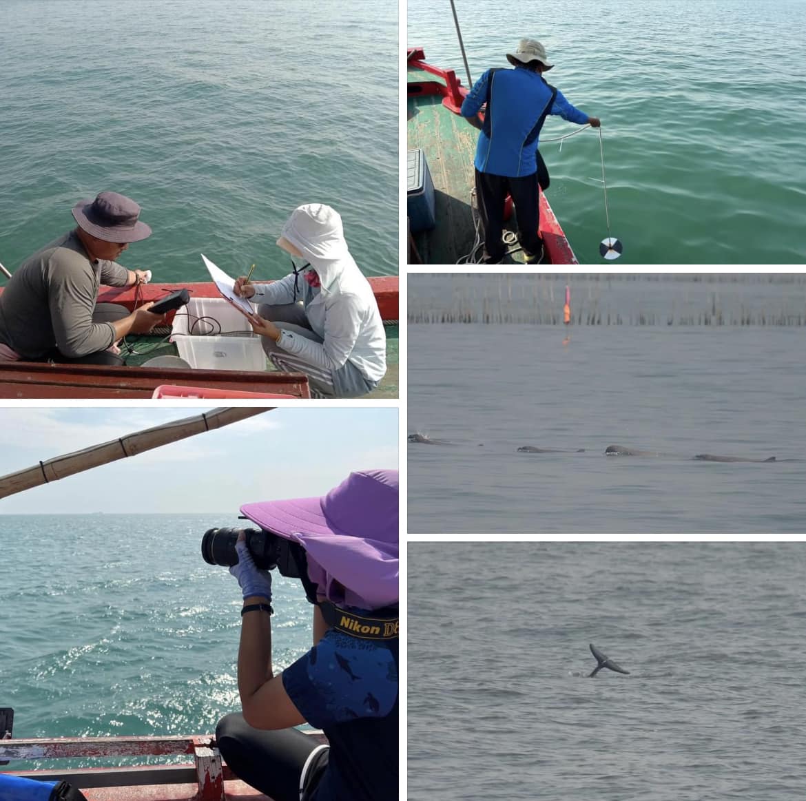 กรมทะเลชายฝั่ง สำรวจประเมินสถานภาพและตรวจสุขภาพสัตว์ทะเลหายาก ชายฝั่งทะเลจังหวัดฉะเชิงเทรา สมุทรปราการและกรุงเทพมหานคร
