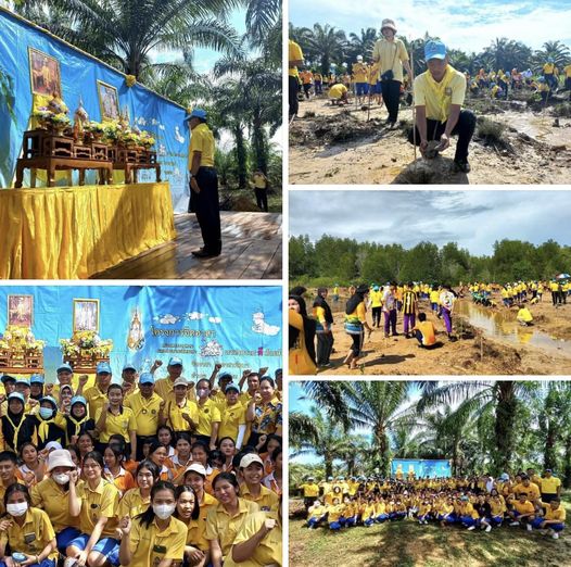 กรมทะเลและชายฝั่ง ร่วมกิจกรรมจิตอาสาปลูกป่าชายเลน เนื่องในโอกาสเลิมพระเกียรติฯ จ.กระบี่