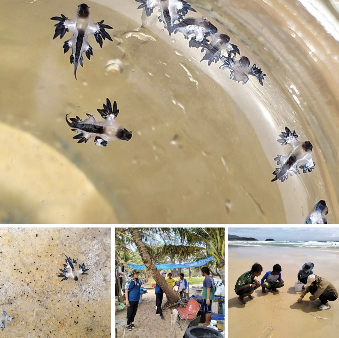 กรมทะเลชายฝั่ง ลงพื้นที่แจ้งเตือนประชาชนห้ามสัมผัสทากเปลือย (Blue dragon) หาดกระรน จ.ภูเก็ต