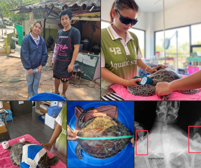 กรมทะเล ได้รับแจ้งพบเต่าทะเลเกยตื้นมีชีวิต บริเวณคลองปลาดุก ตำบลบางกะไชย อำเภอแหลมสิงห์ จังหวัดจันทบุรี