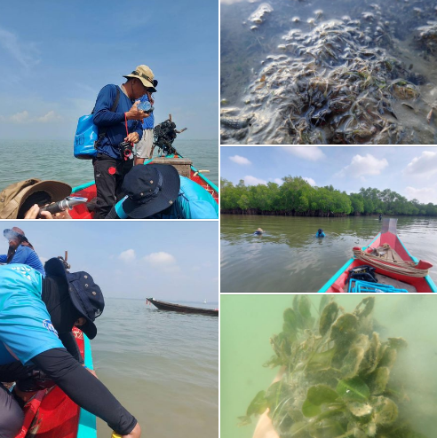 กรมทะเล สำรวจสถานภาพหญ้าทะเลบริเวณอ่าวบ้านดอน จังหวัดสุราษฎร์ธานี