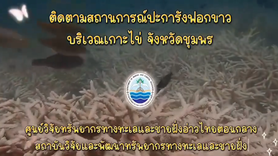 กรมทะเลชายฝั่ง ติดตามสถานการณ์ปะการังฟอกขาว บริเวณเกาะไข่ อำเภอปะทิว จังหวัดชุมพร