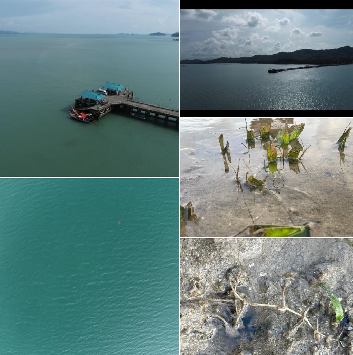 กรมทะเล สำรวจสัตว์ทะเลหายากโดยใช้อากาศยานไร้คนขับ และสถานภาพหญ้าทะเล บริเวณพื้นที่บ้านท่านุ่น บ้านคลองเคียน และบ้านปากแหว่ง จังหวัดพังงา