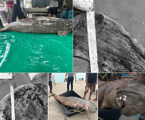 กรมทะเล เข้าตรวจสอบพร้อมชันสูตรซากพะยูนเกยตื้นบริเวณอ่าวน้ำเมา
