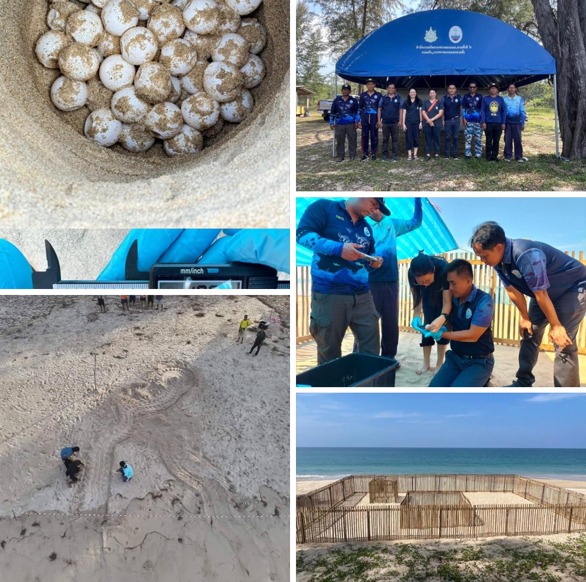 กรมทะเลชายฝั่ง รับแจ้งพบร่องรอยการขึ้นวางไข่ของเต่าทะเลบริเวณหาดท้ายเหมือง จ.พังงา