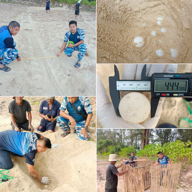 กรมทะเลชายฝั่ง ตรวจสอบร่องรอยเต่าทะเลขึ้นวางไข่บริเวณชายหาดท้ายเหมือง