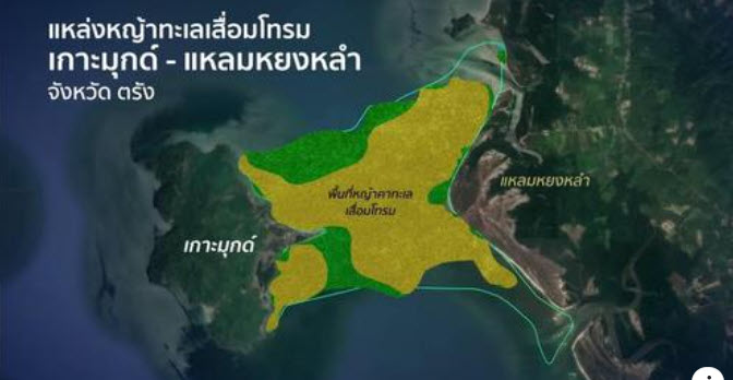 เกาะติดสถานการณ์หญ้าทะเลเสื่อมโทรม จ. ตรัง กรมทะเลไม่นิ่งนอนใจ ร่วมกับหน่วยงานทุกภาคส่วน แก้ไขปัญหาแหล่งหญ้าทะเล
